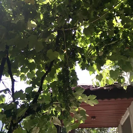 Tatil Evi Casuta De Vis