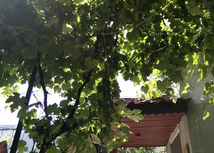 Ferienhaus Casuta De Vis